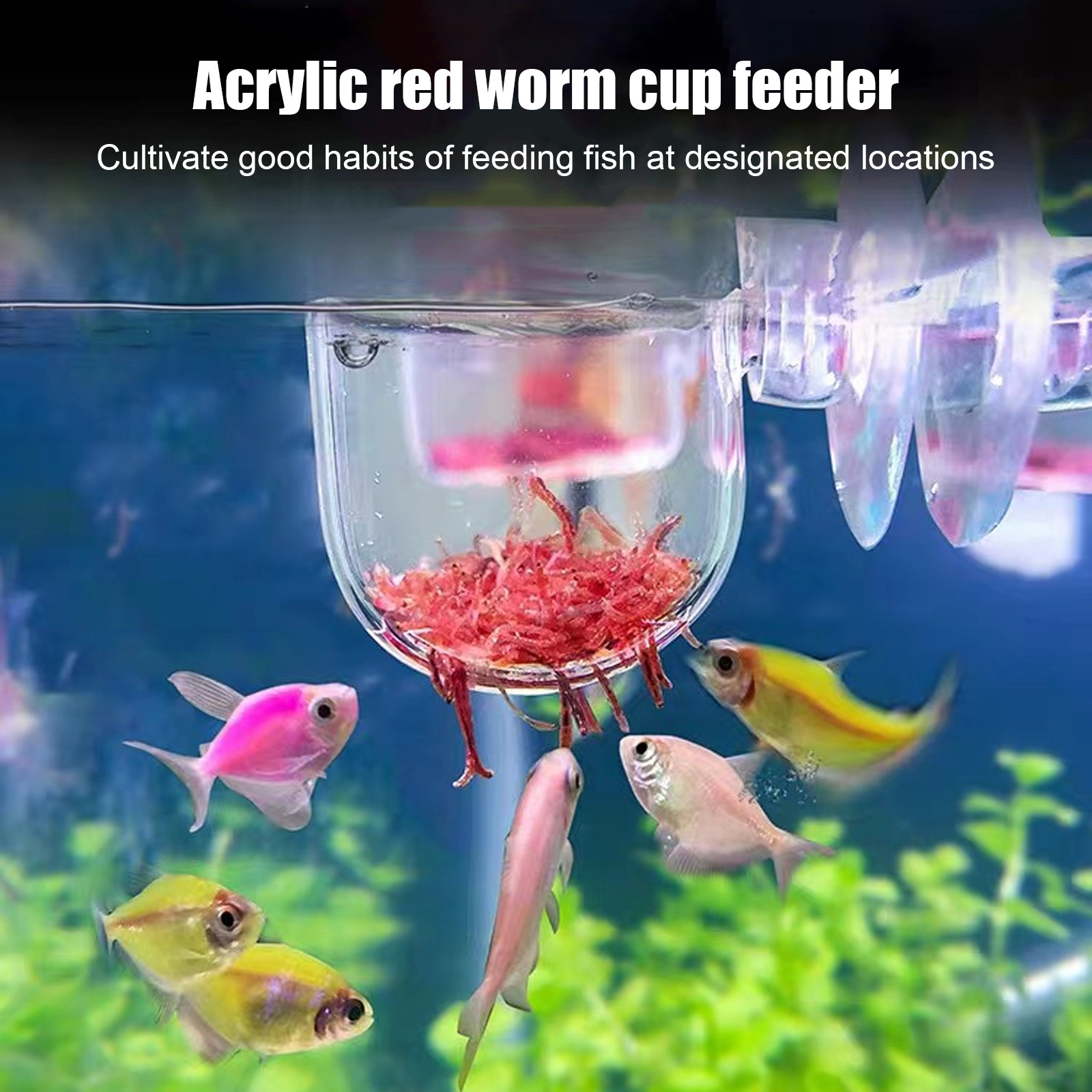 

Pack Of 5 Aquarium Plant Holders With Suction Cup, Food Container Aquarium For Shrimp, Fish, Acrylic Aquarium Worm Feeder, Aquarium Feeding Bowl (round Base)