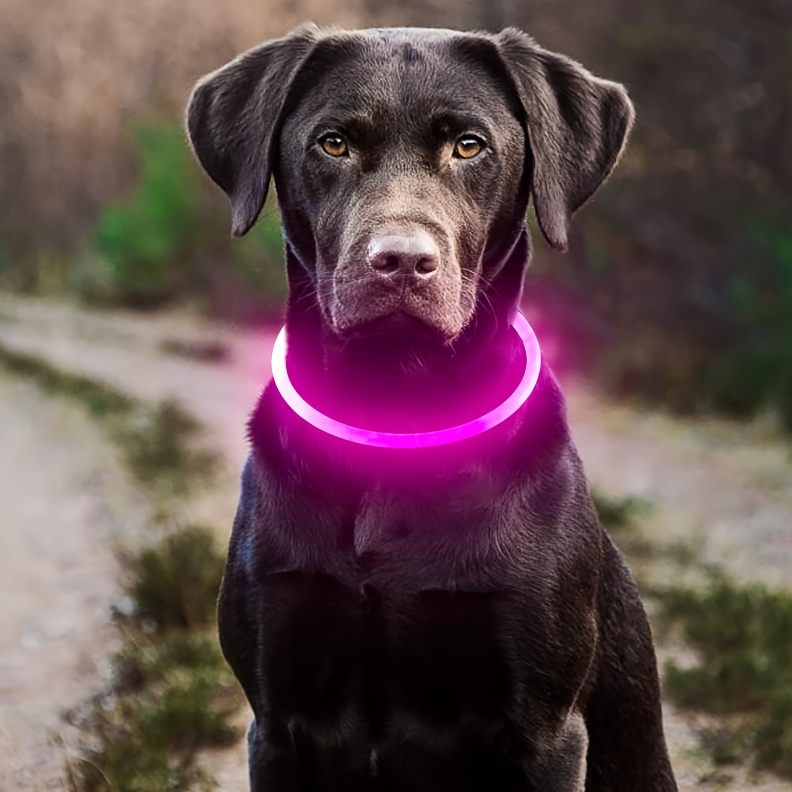 Pet Dog Led Light Collar Luminous Anti-lost Dog Collar Usb Rechargeable Dog Necklace Collar