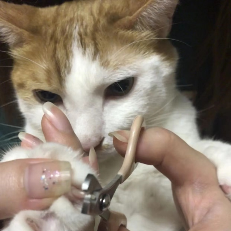 

Steel Pet Nail Clippers , 1pc , Cat Grooming Tool - No Battery Needed