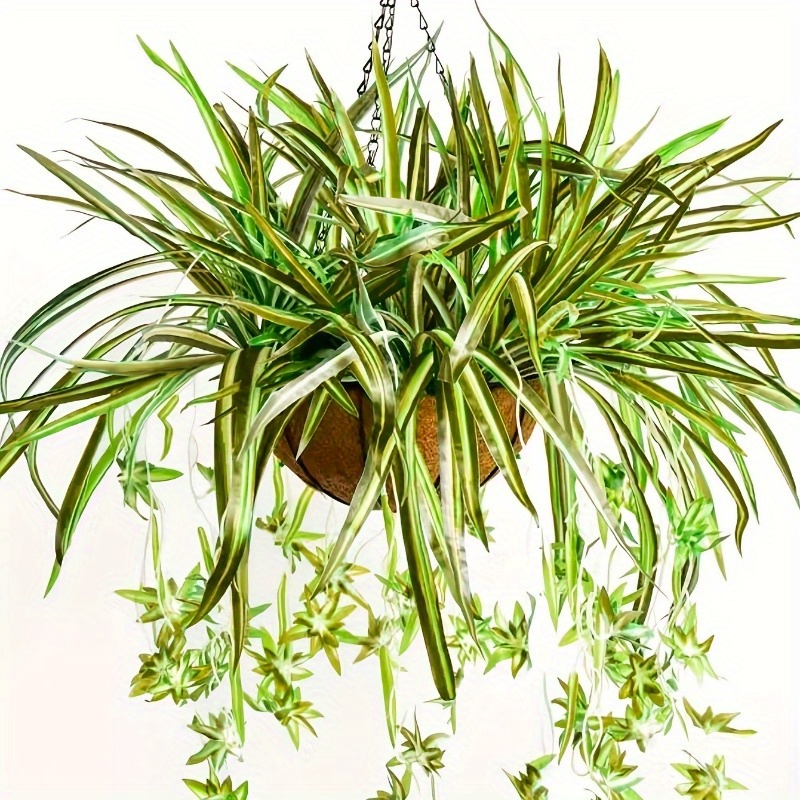 

3pcs Lifelike Hanging Spider Plants | 23.6" Chlorophytum Leaves | Easy-to-hang, Low Maintenance Accents | Living Room, Bedroom Decor & Allergy-free Gift