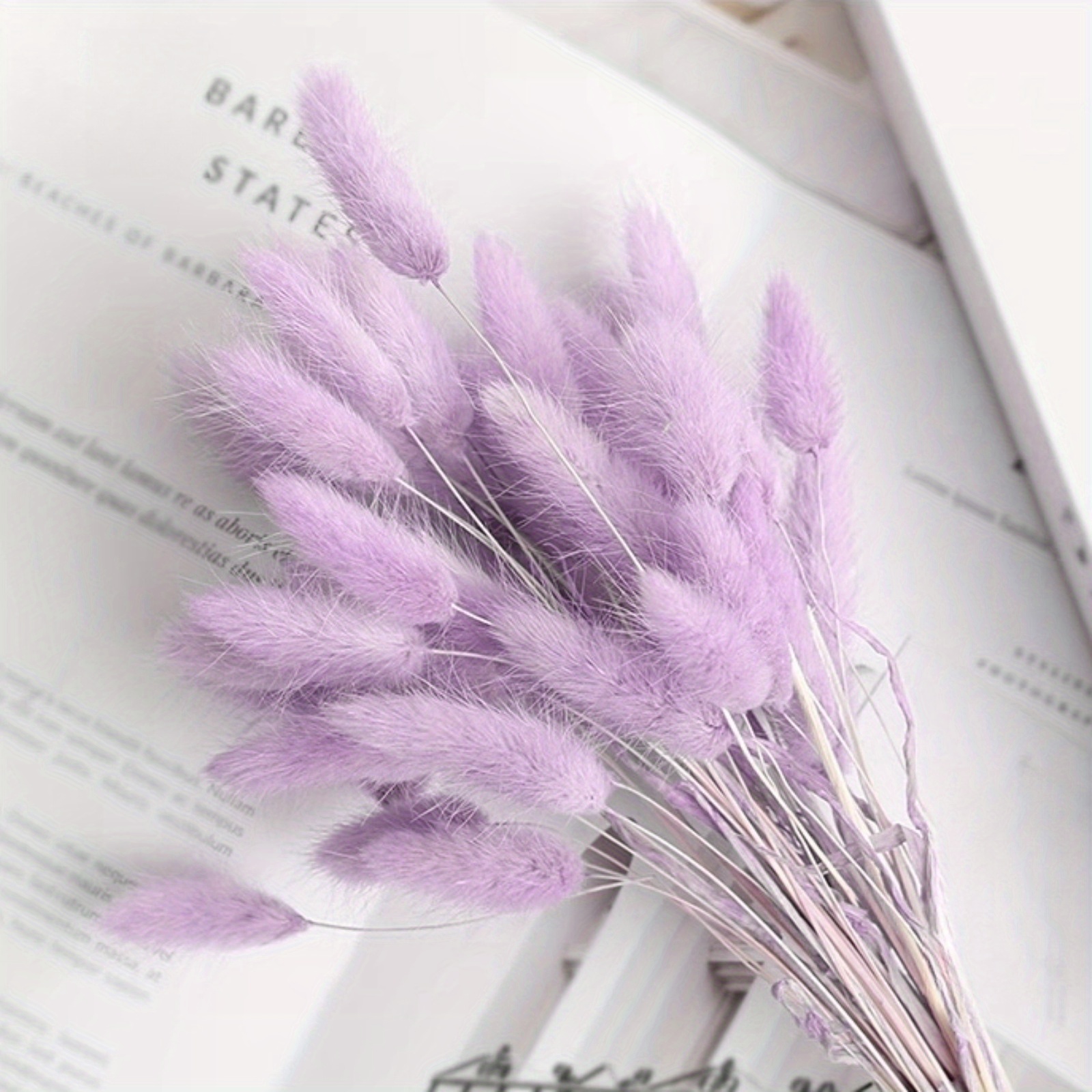 

Dried Lagurus Grass Bunnytail, Purple And Pink, Flower Arrangement, Natural Color, Pest Risk Free, Office Supplies, School Supplies, Classroom Decoration