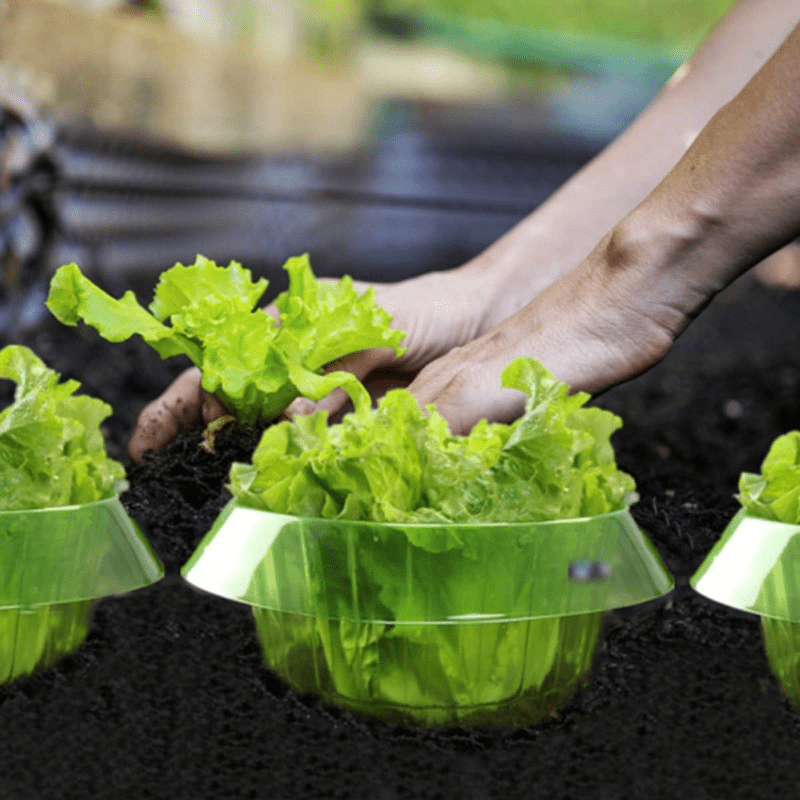 6 Pièces Cloche Pour Plantes De Jardin, 19.2cm X 16cm Couverture De Cloche De Dome De Plante Mini Serre En Plastique 18 Piquets De Fixation 98640988