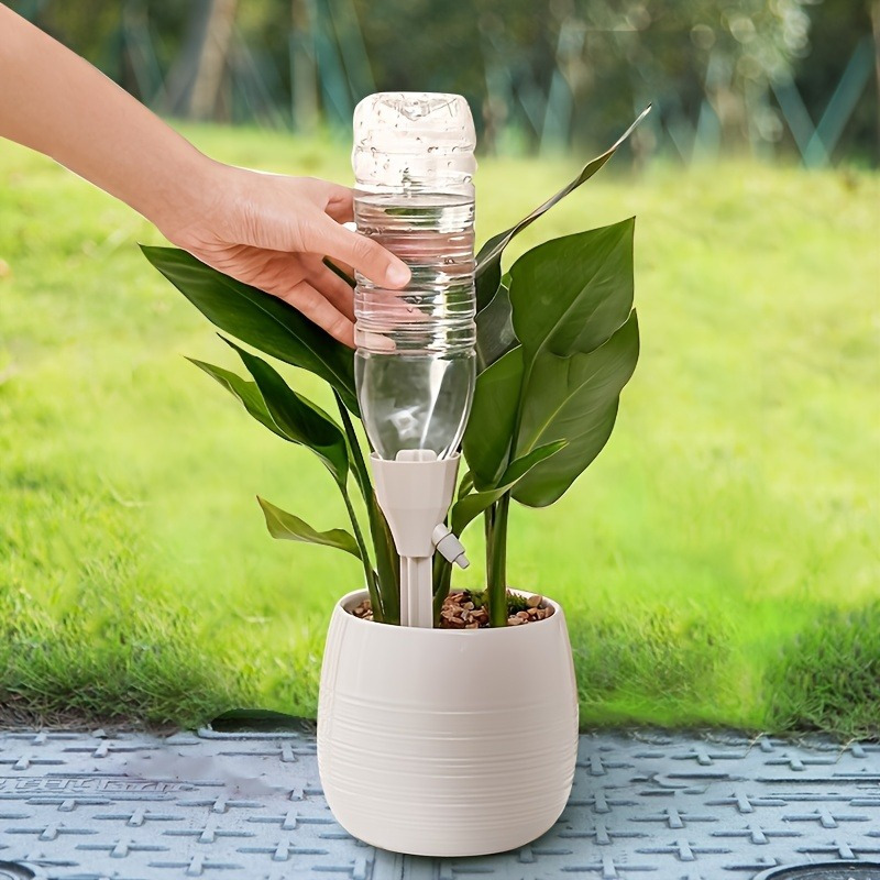 anthurium andraeanum hybrids Anthurium hybrids (Options)  ARIUM BOTANICALS