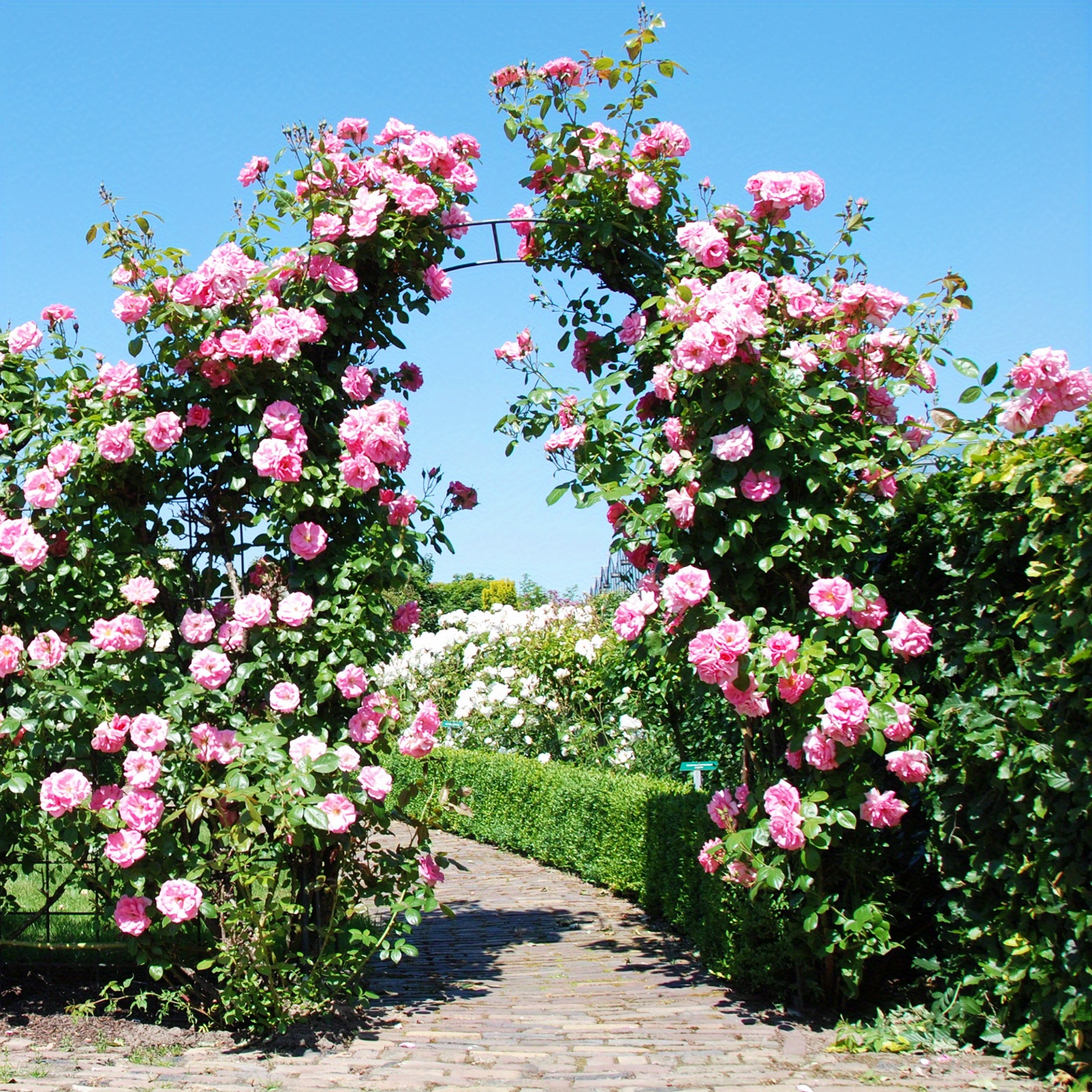 UNUS Lot De 3 Tuteurs Supports Pour Plantes Grimpantes, Treillis