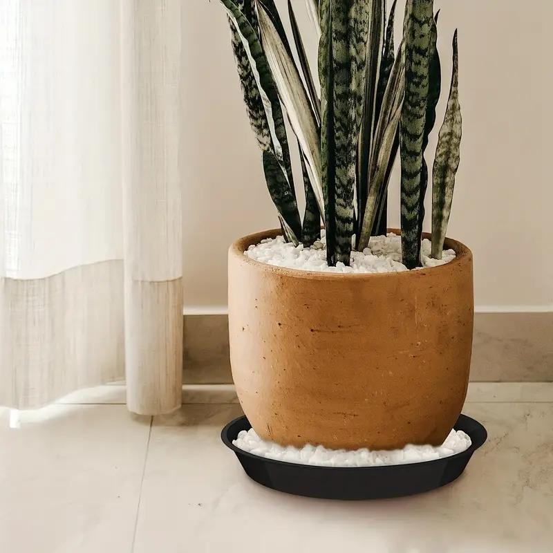 lavender provence plant Provence