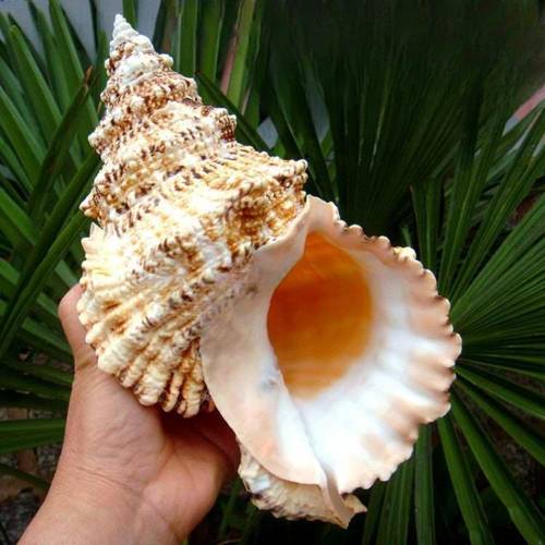1pc large shell aquarium decoration home for hermit crabs fish tank landscaping simulates natural decoration 15 18cm 5 9 7inch