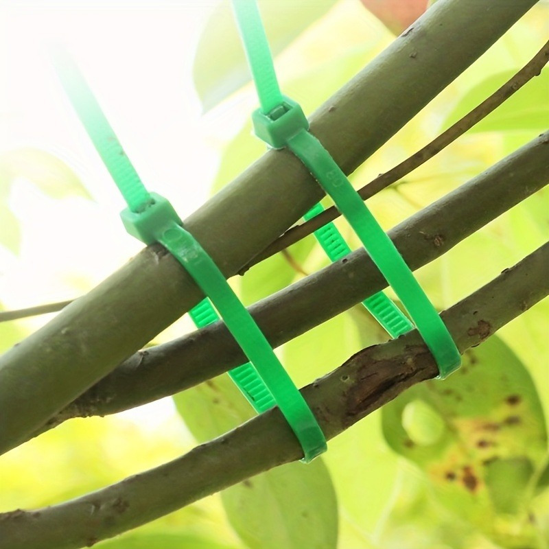 cereus cactus Spiral Cactus (Cereus forbesii 'Spiralis') – Cedar Bridge Botanicals