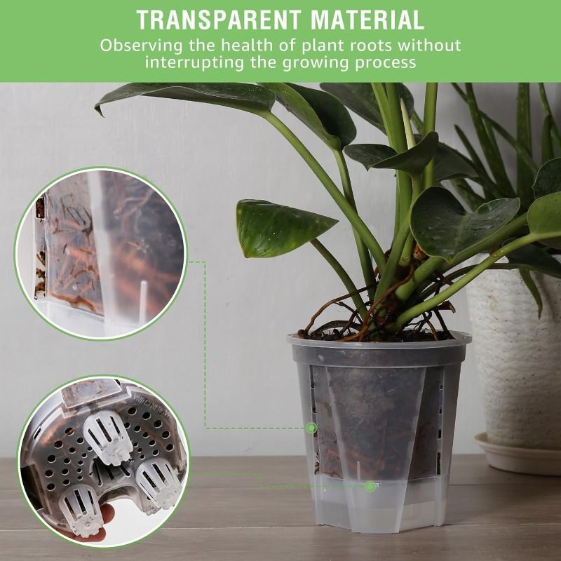 jade lucky plant Crassula Ovata Green 4Inches Jade Money Tree Kerky Bush Plant  NNplant