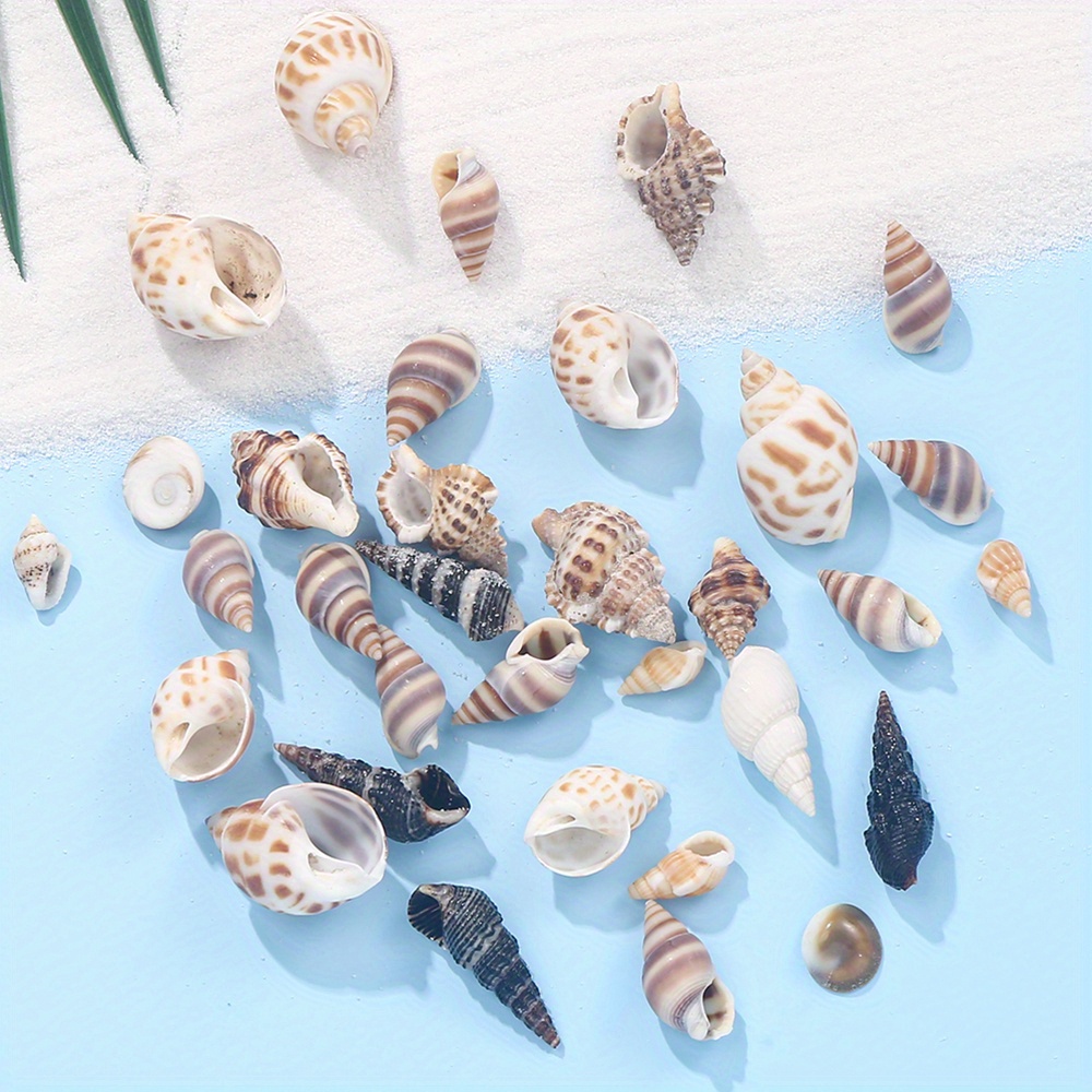 COQUILLAGE DE COLLECTION : Coquillages marins 2 divers (lot de 10