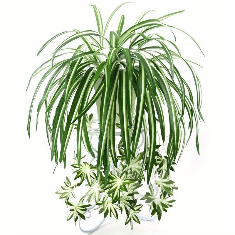 

Chlorophytum Potted Plants Hanging - For - 65cm