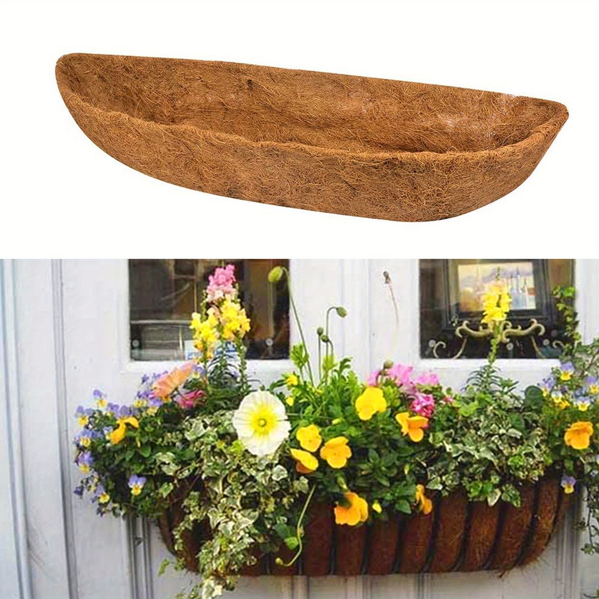 garden rose plant Classic Woman Potted Rose Bush