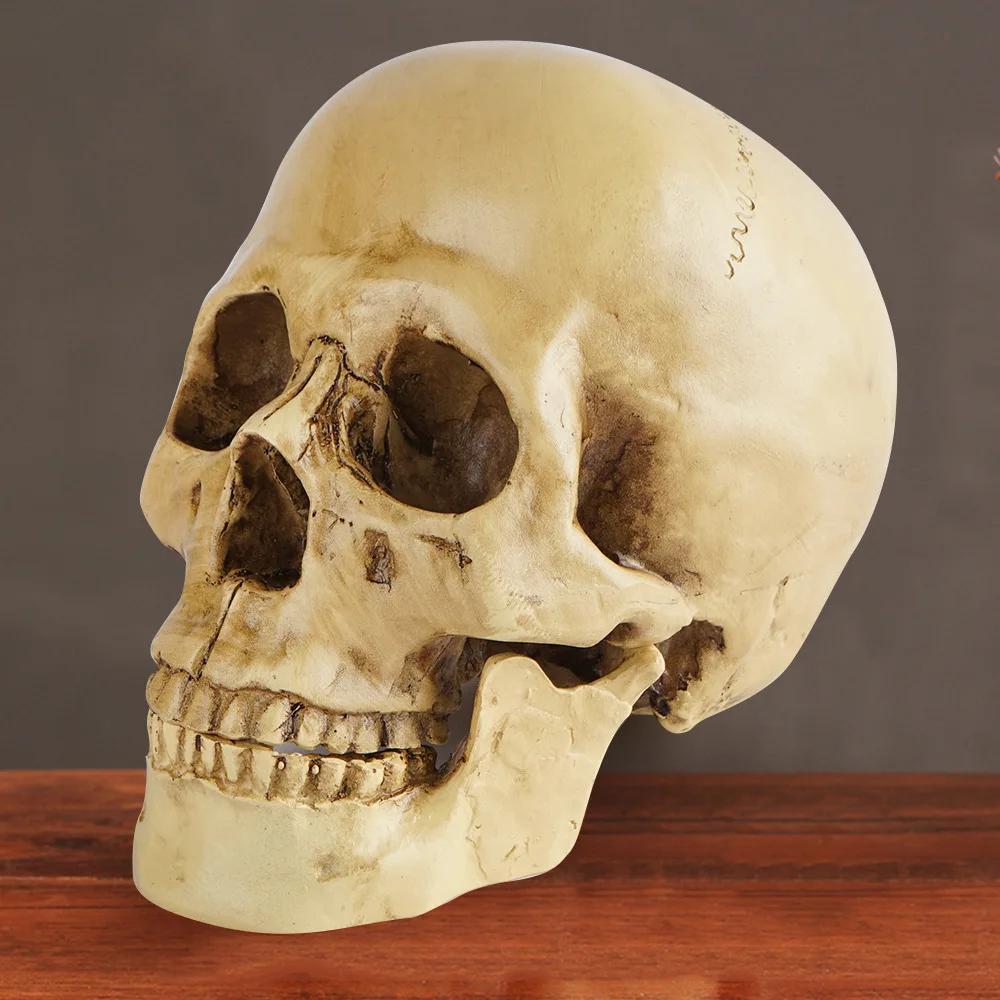 Premium Human Skull Replica. Lifesize Resin Skull