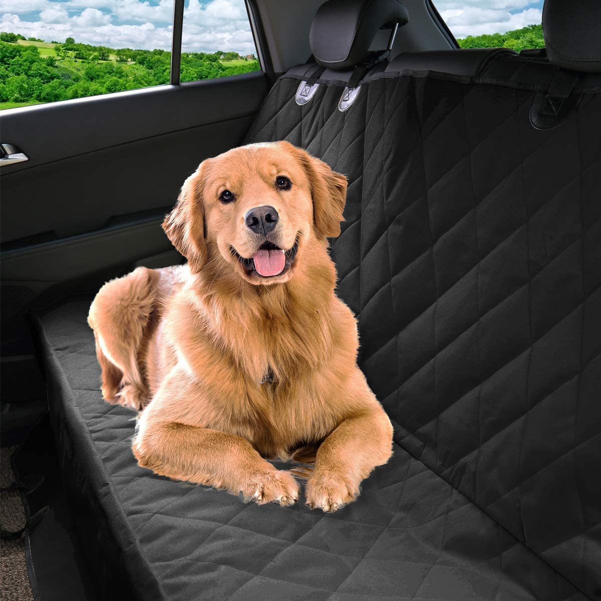 

& - Pet Car And - Rear