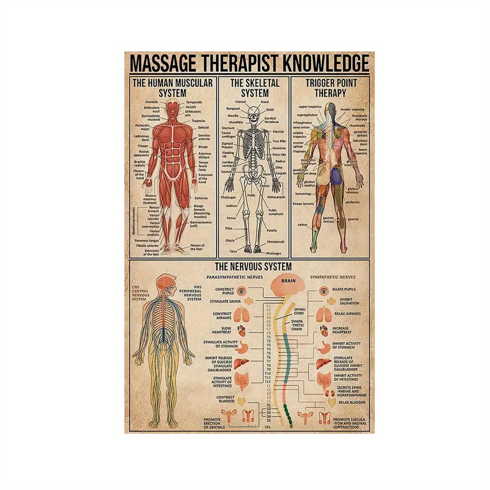 

Knowledge Wall Art Set, 1pc Frameless Canvas Poster With Human Muscular, Skeletal, Trigger Point Therapy, Diagrams - Education Chart 18x12 Inches