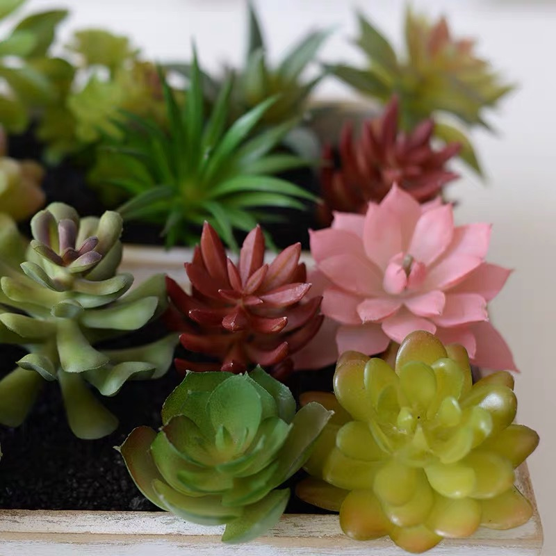 succulent root booster spray Bud Fertilizers Succulents Sprout Booster