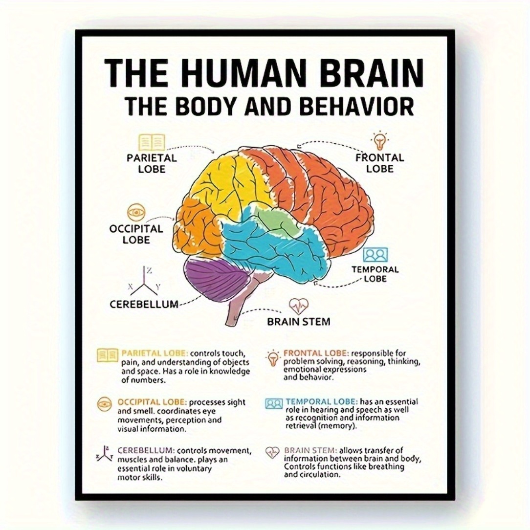 

Print Painting, Art Poster - Educational Diagram For Psychology, Mental Health Therapy Office Decoration, Counseling Wall Art - Human Brain Structure And Functions Chart - 8x10 Inches