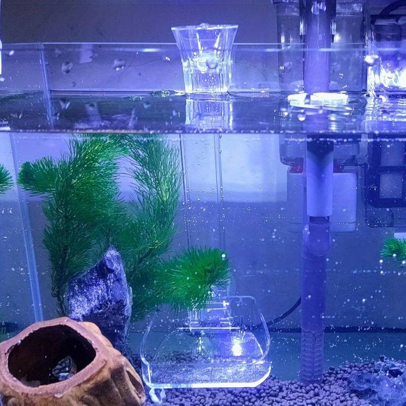 Fish Feeding Dishes: Top Picks for Healthy and Happy Fish