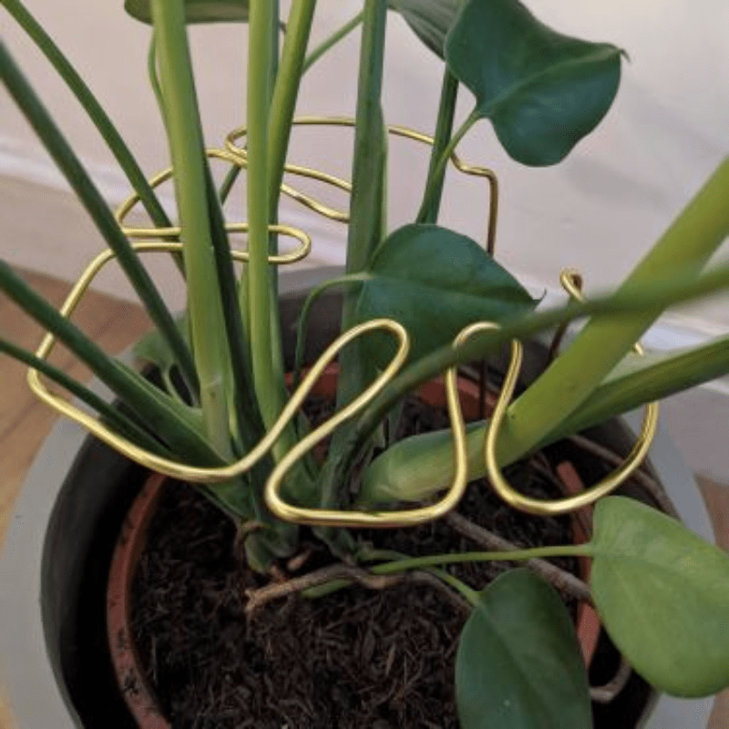 jose bueno philodendron Philodendron Jose Bueno – Tropical Green Nursery main image 0