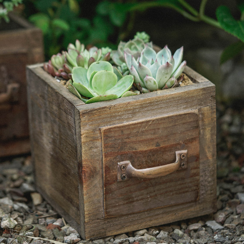 

- Wooden Box - Fir Succulent , / , Christmas