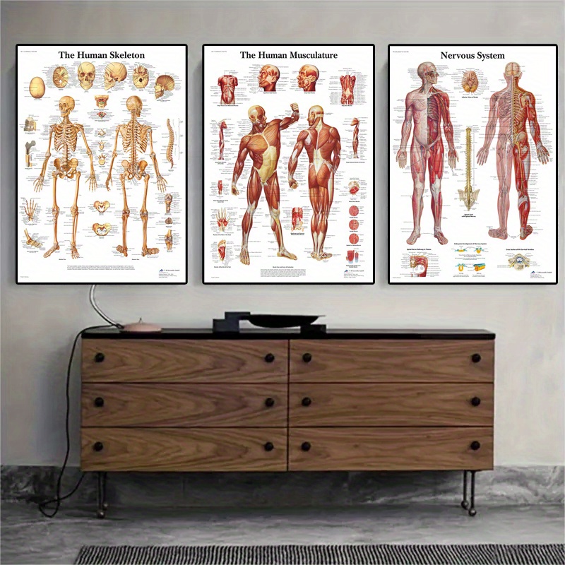 

3pcs Modern Minimalist Canvas Art Set - Skeletal Muscle , Frameless Wall Decor For Living Room, Bedroom, Medical Spaces