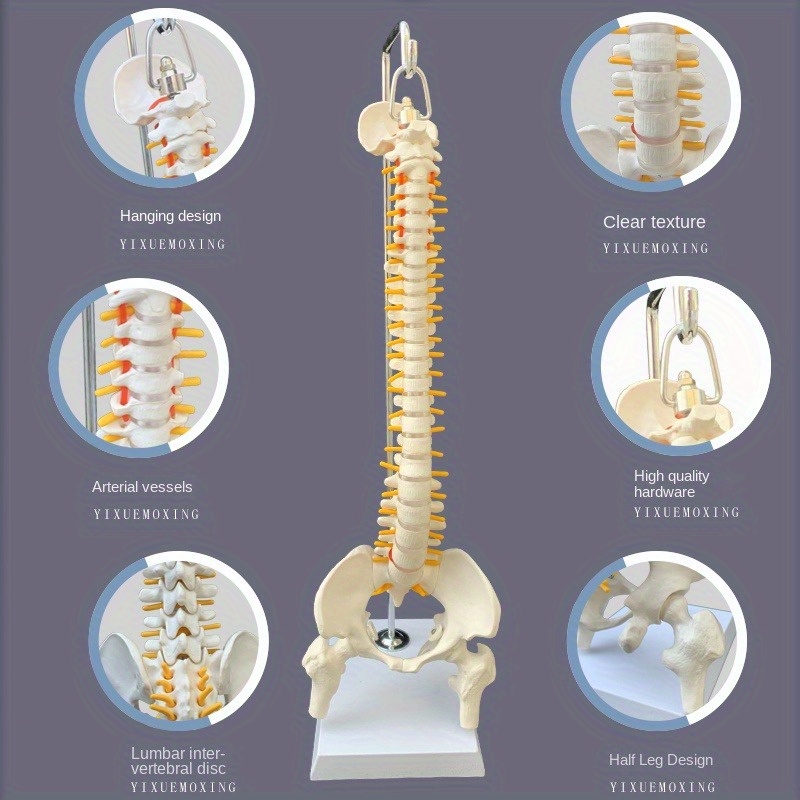 

Human Spine Model, 45cm Flexible Anatomical Skeleton With Stand, Hanging Design, Movable For Medical Teaching And Learning, Educational Spinal Anatomy Model, Appropriate For 14+