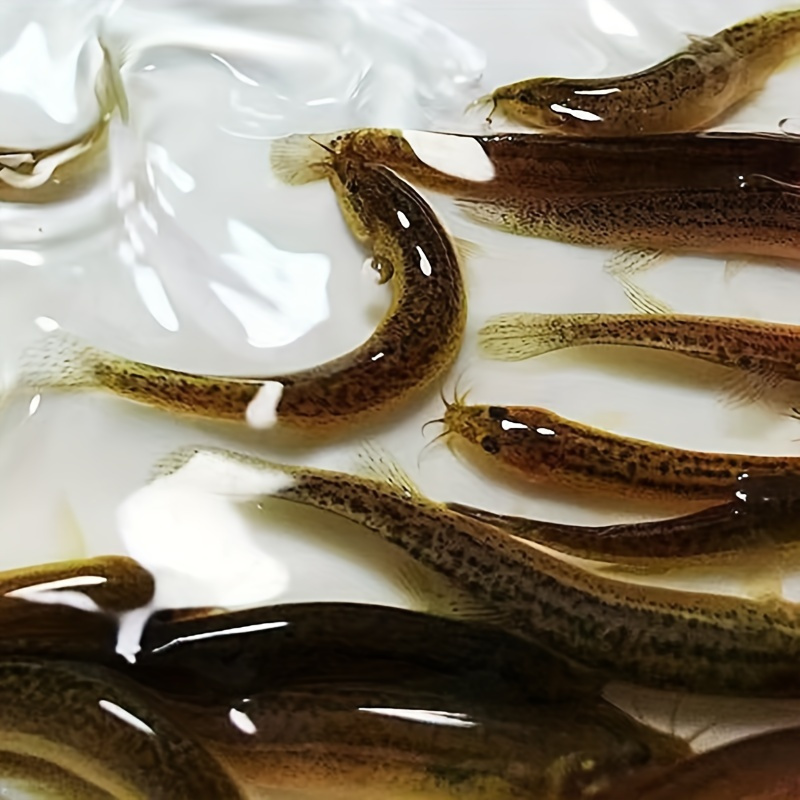 

Appât Souple Réaliste de Loche avec Sel & Parfum de Poisson - PVC Plomb, Noir - pour la Pêche &