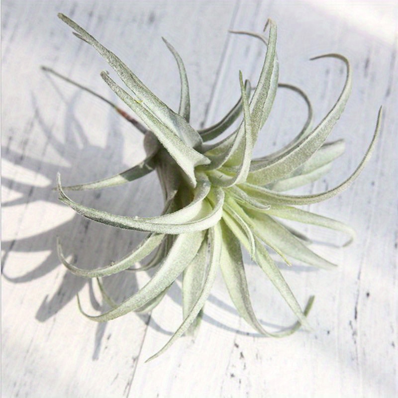 2 stck knstliche flocking bromelien luftpflanzen hngende - Temu Germany