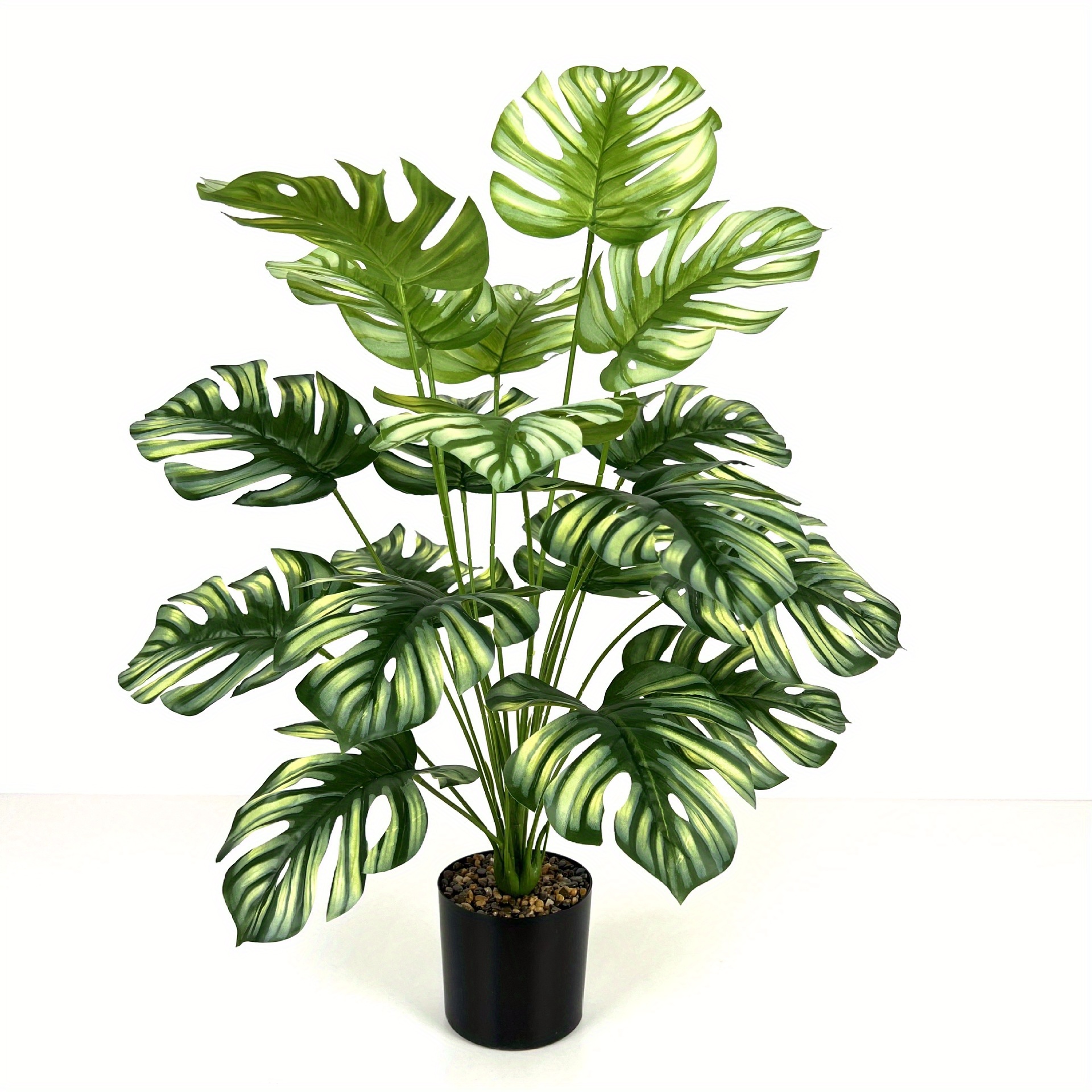 red anderson philodendron Philodendron Red Anderson variegated TC Plantlet Grower's Choice *In Stock*