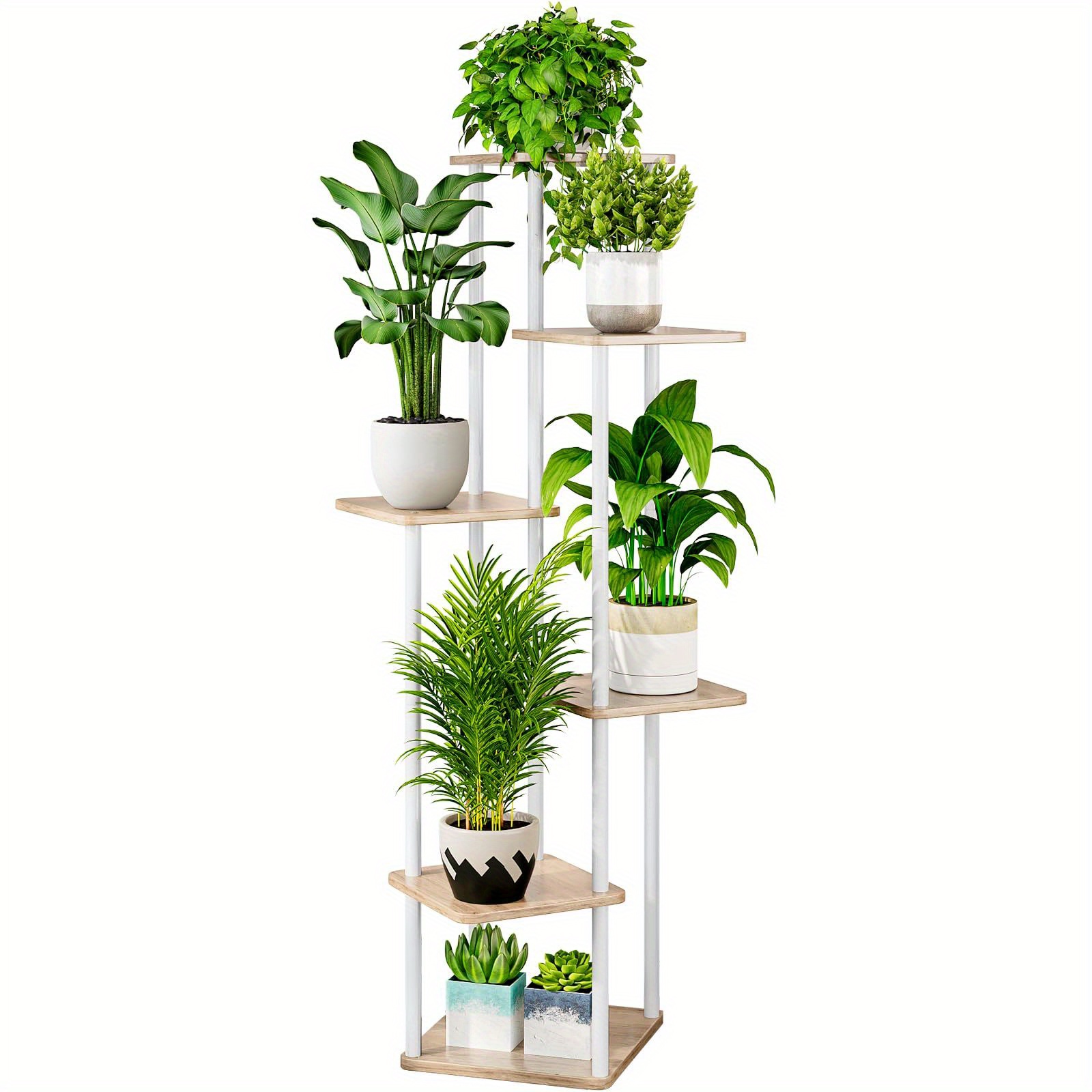 money tree cda Money Tree Single Trunk - Compact Stump Style