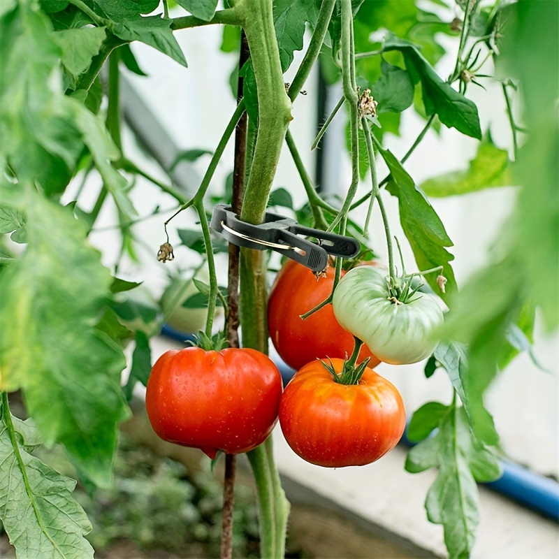 50pcs Reusable Green Plant Support Clips - Adjustable Garden & Greenhouse Brackets for Vines, Flowers, Seedlings, and Tomatoes - Durable Green Plastic with Metal Clasps for Secure Plant Growth, Garden Support Accessories | Secure Gardening Clips | Reusable Garden Clips