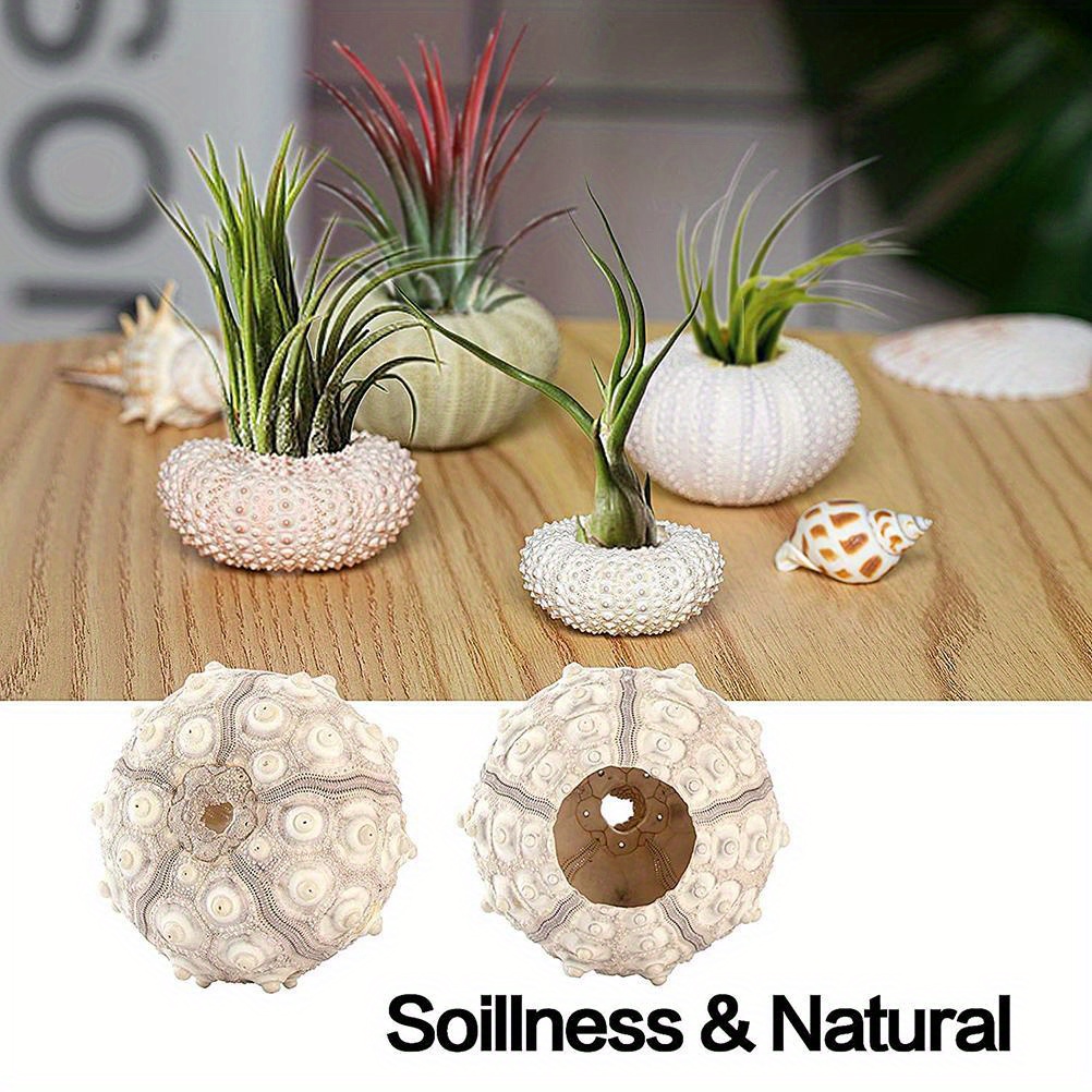 TEMU Sea Shells For Air Plants, 5 Pack Mini Sea Shell Air Plant Holders Air Plant Holder Airplants Decorative Hanging Air Plant Pot For Garden Beach Theme Party Decors