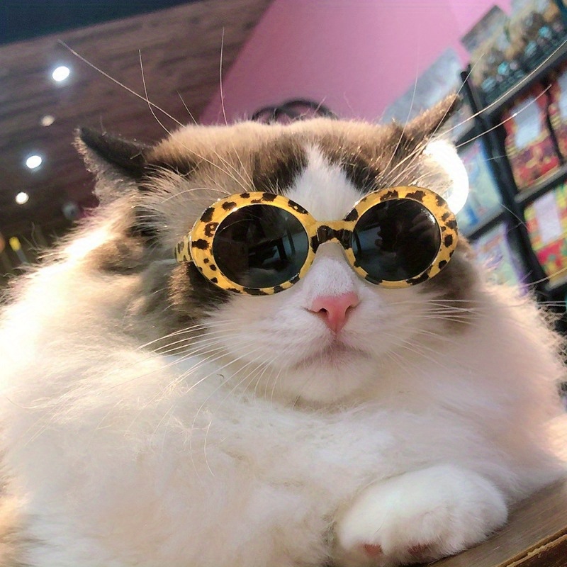 Fashion sunglasses for cat