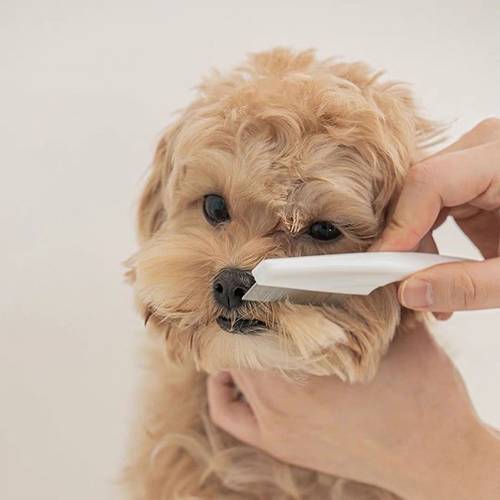 gentle beauty stainless steel pet comb specifically and cats removes lice and comfortably adheres to the skin