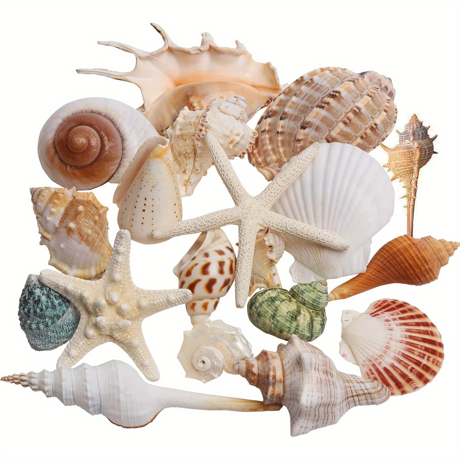 TEMU A Set Of 50 Mixed Shells, Ranging In Size From 1..5inch, Including Large Marine Conch Shells And 2 Starfish, Is Perfect For Beach-themed Events,