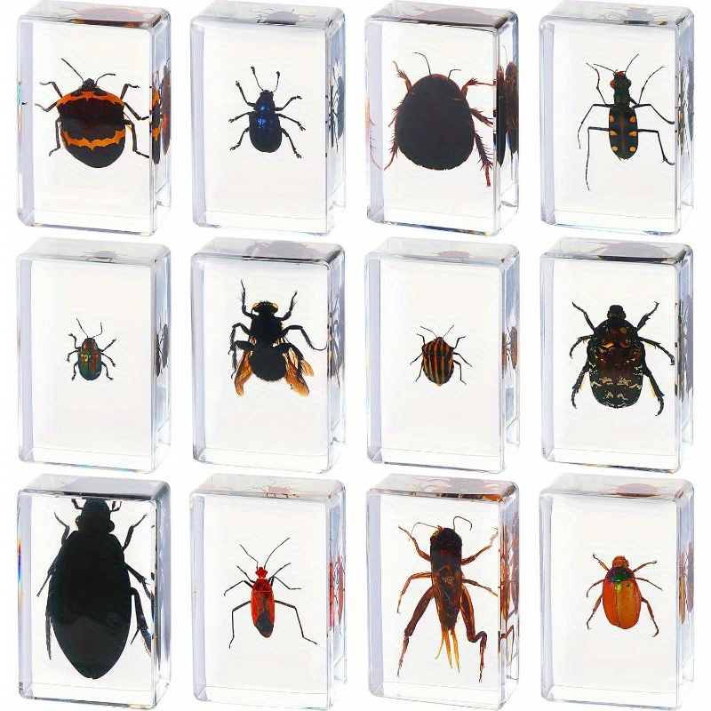 24 Styles Insect In Resin Specimen Butterfly Bugs Collection Paperweights,Real Bug Ocean Anima Specimen Bug Kit Preserved In Resin For Scientific