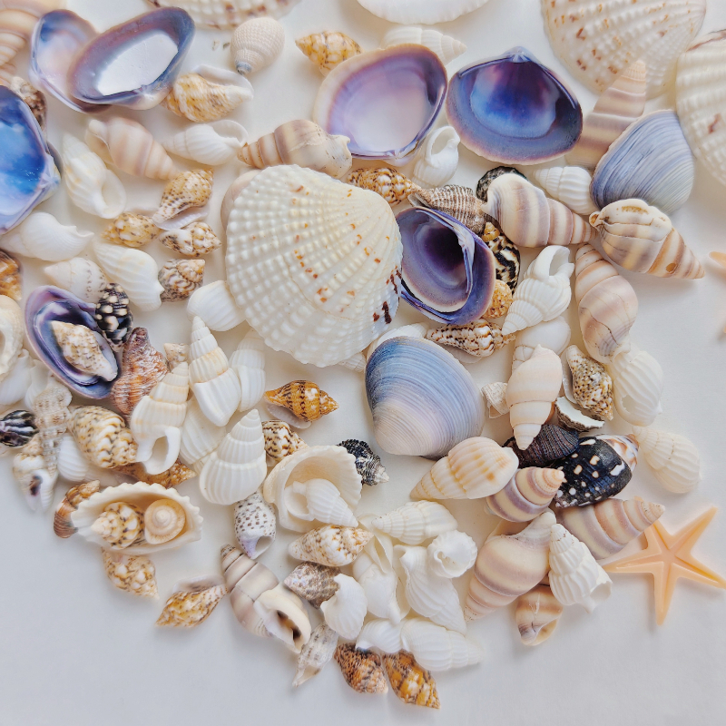 resin   shell mixed 6     boxes set suitable for diy shell decoration accessories for handmade enthusiasts fish tank aquarium   sand filling decoration drifting bottle micro landscape creation random color and pattern