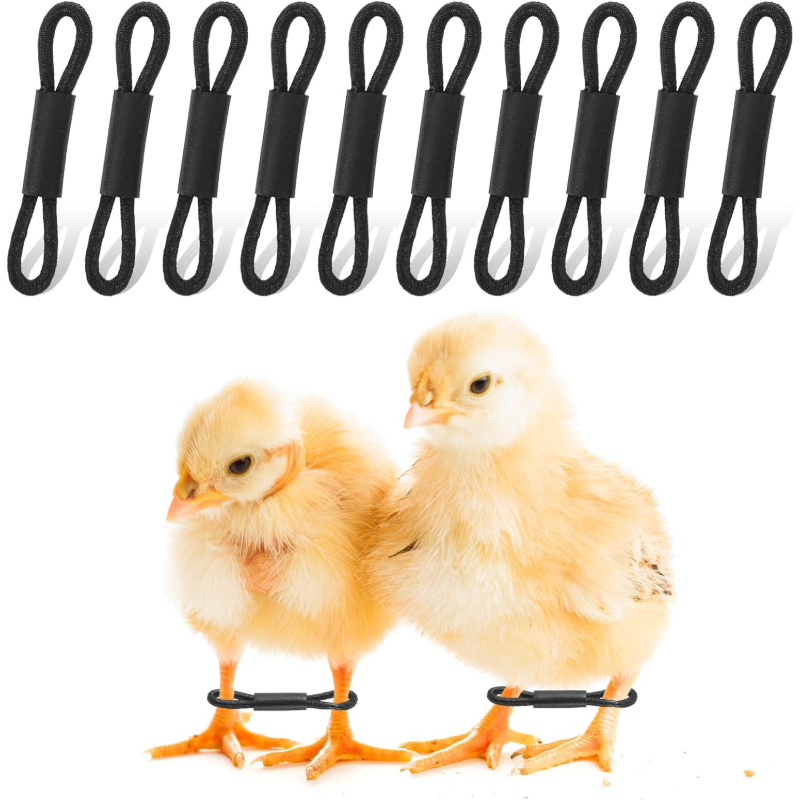 TEMU 50pcs Chick Hump Leg Correction Straps Adjustable Poultry Leg Rings Black Suitable For 1-3 Days Old Chicks Quail Ducks Hump Leg Support