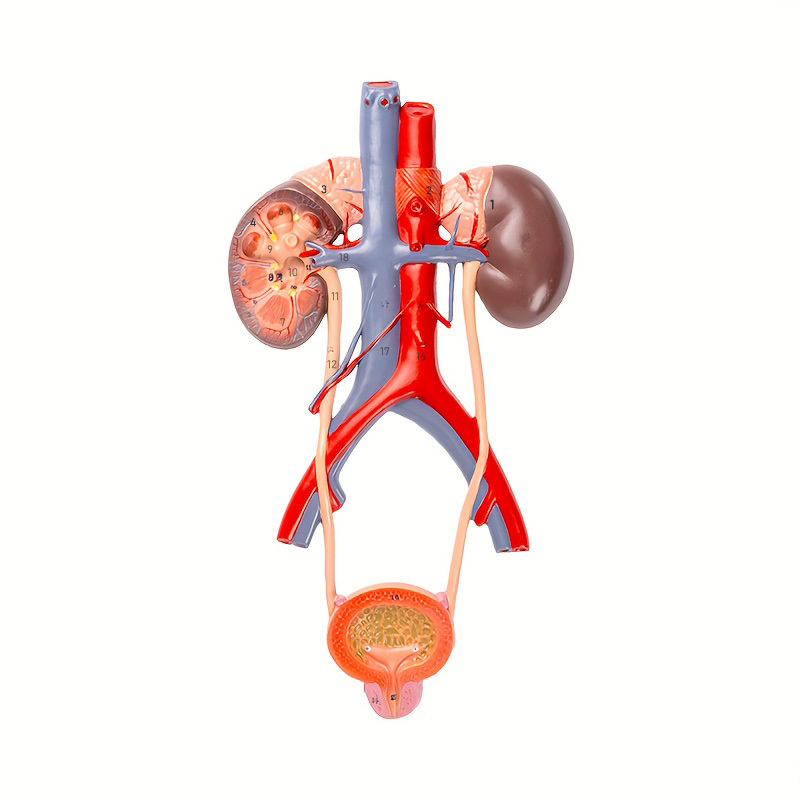 Human Urinary System Anatomy Model for Medical Education – CRAZE
