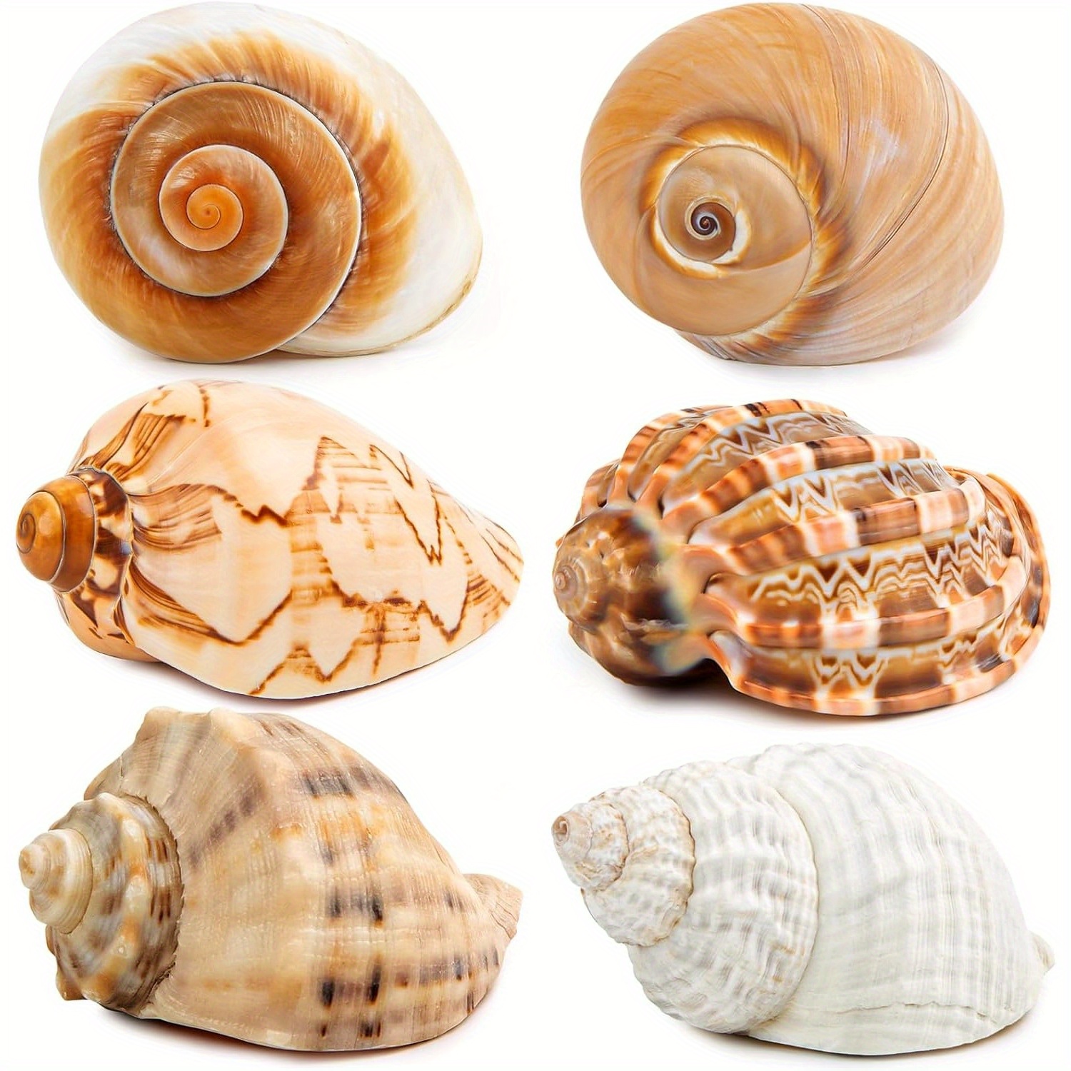 E-shop 6 Stück Große Einsiedlerkrebs-Schalen für Aquarium, Terrarium, Meeresterrarium – Seekonch & Turbo-Muscheln mit großer Öffnung für