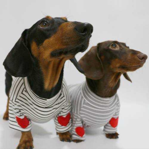 pet clothes valentines day heart striped base layer sweatshirt dog couple outfits dachshund bichon shih tzu pomeranian small and medium breed apparel