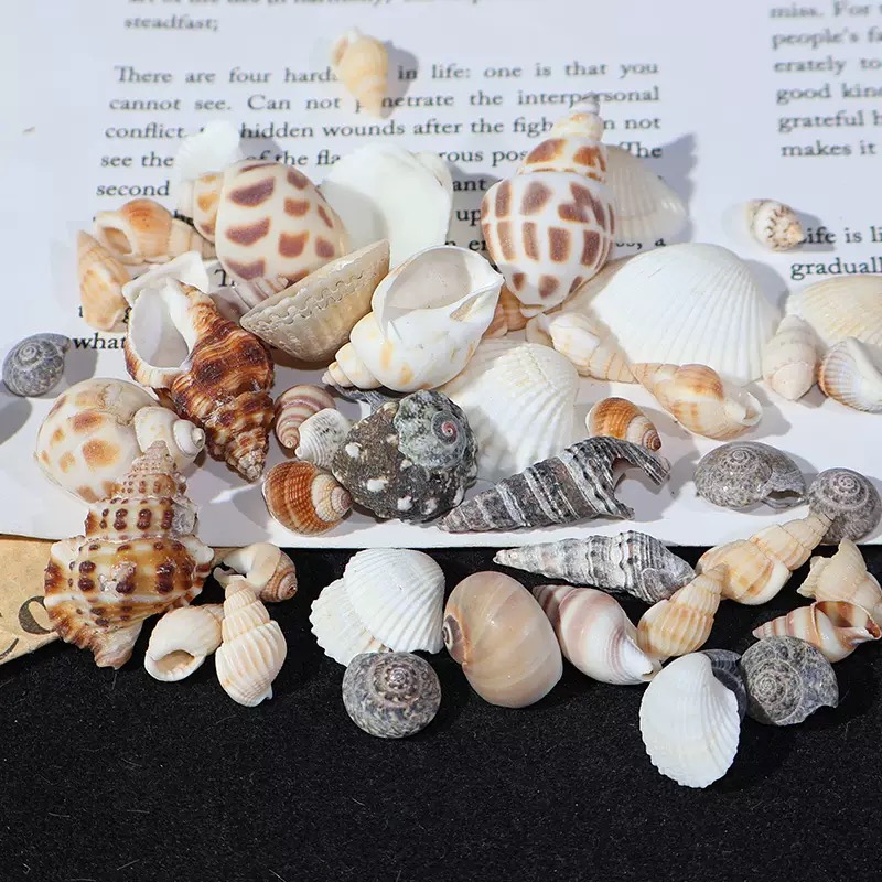 TEMU Mixed Color 30g Shells, Natural Conch And Scallop Combination, Diverse Textures And Colors, Create An Ocean Landscape, Used For Fish Tank Landscaping, Home Decoration, Crafts, Photo Props