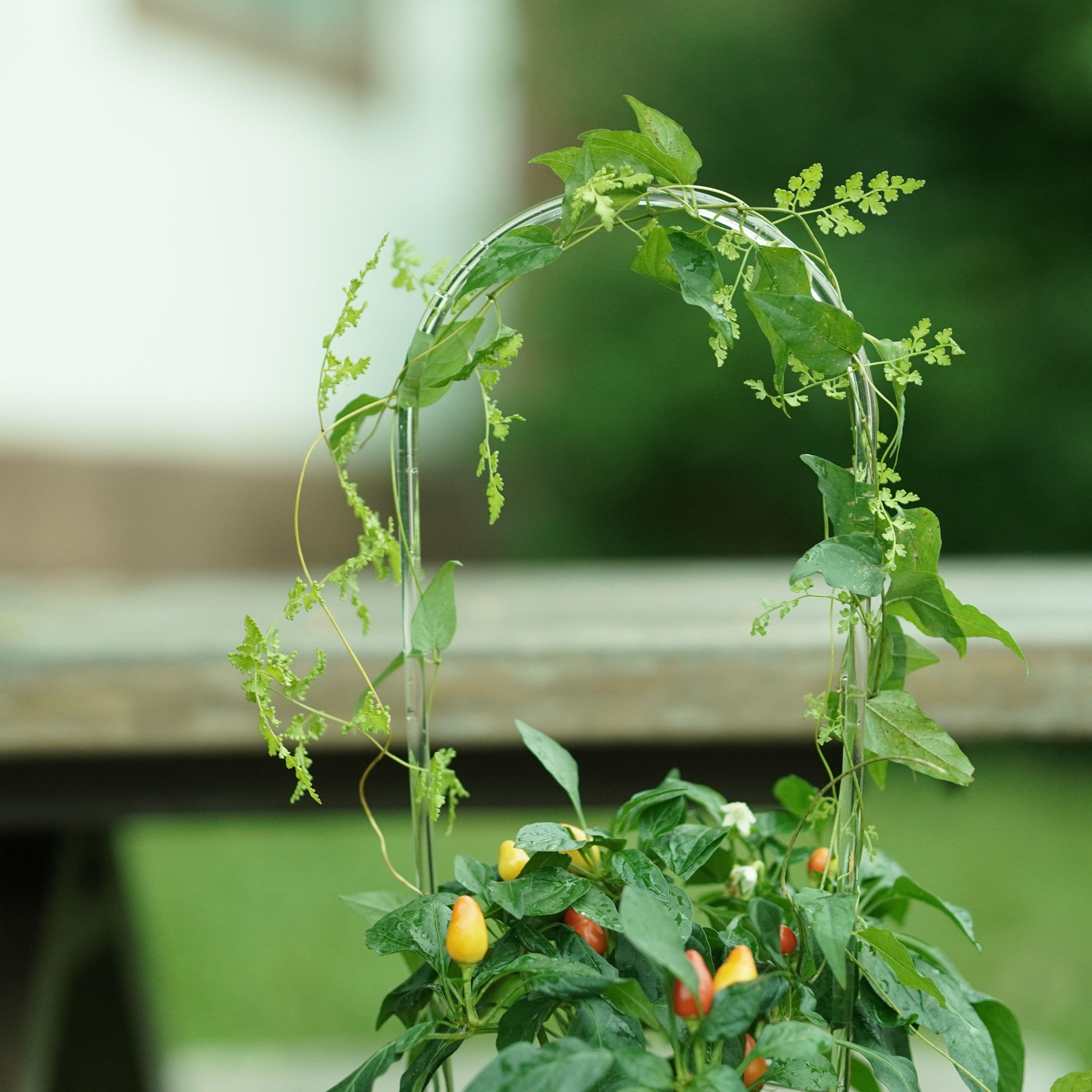 3pcs Transparent Acrylic Plant Climbing Frames - Sturdy Support For Indoor Vines, Flowers & Vegetables | Ideal For Potted Plants With Greenery