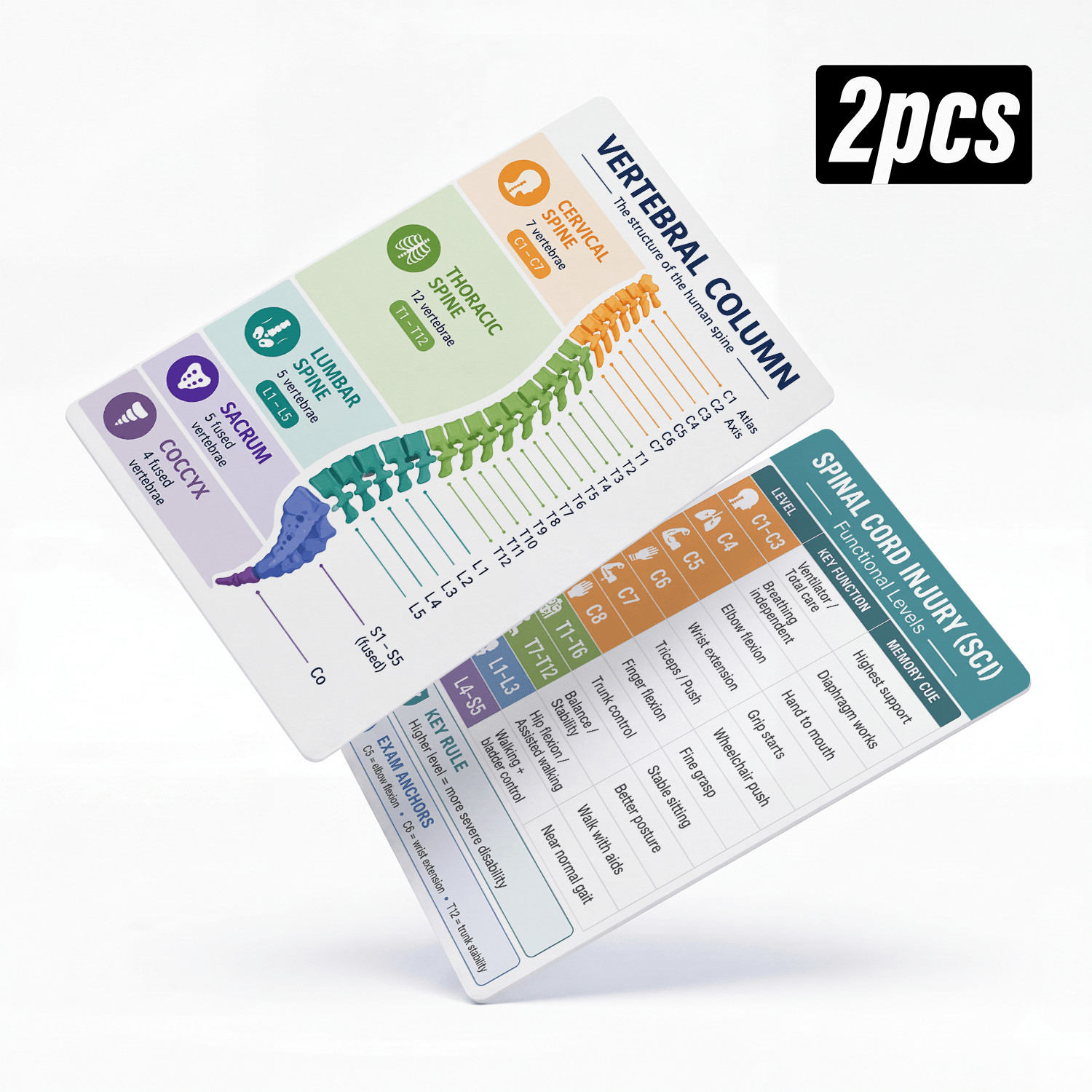 TEMU Lot de 2 cartes d'étude d' sur les lésions de vertébrale et de la épinière (LME), cartes médicales flash en PVC – de référence sur la structure