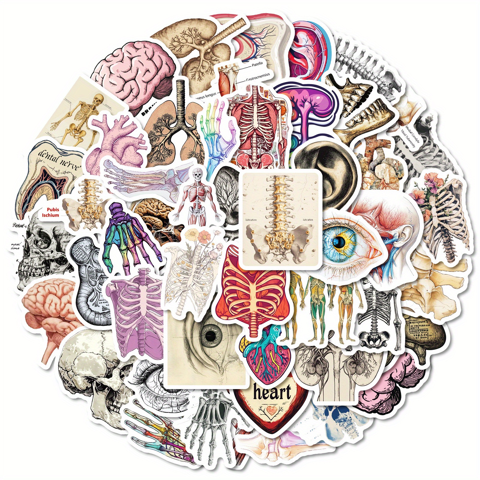 Image of 50pcs Human Organ Anatomy Science Stickers Vintage Cute Aesthetics Stickers Ins Doodle Cartoon Deacls Pack Decoration Suitcase Diy Luggage Party Gift