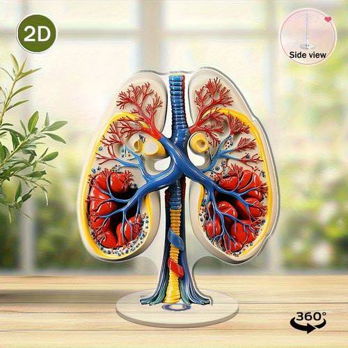 2d flat 1pc rotating human lung tree anatomy coded labeled cross section suitable for education classrooms libraries acrylic respiratory system diagram for indoor outdoor teaching 2d flat