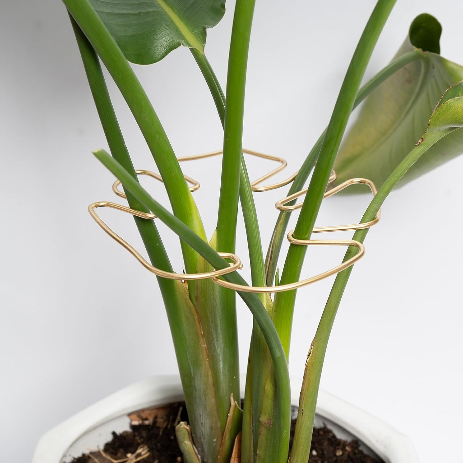 plant stem support durable monstera stabilizer - Temu Portugal