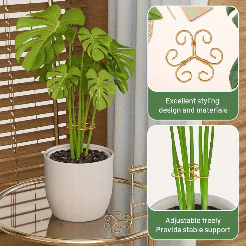 drumstick plant Drumstick Tree