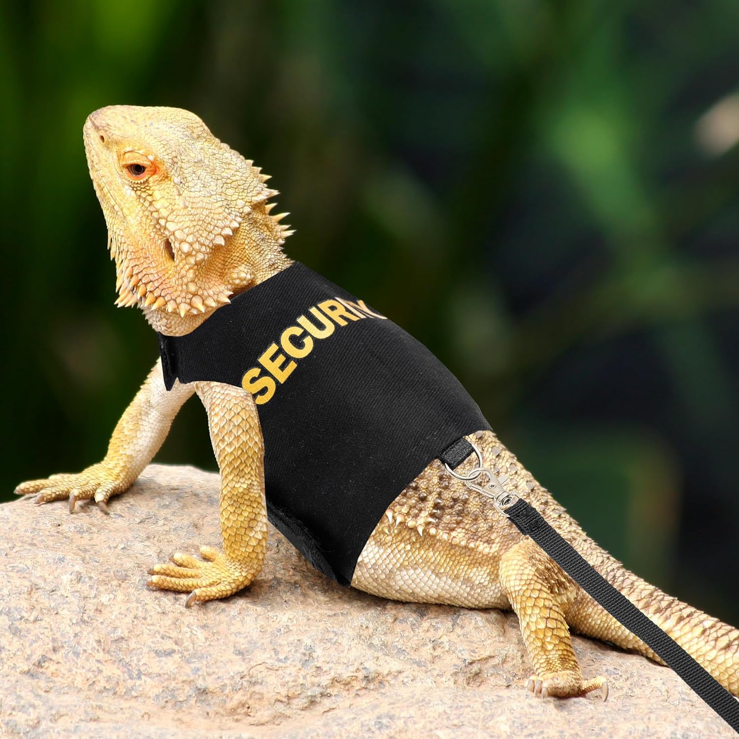 bearded dragon clothes sold on Temu United States