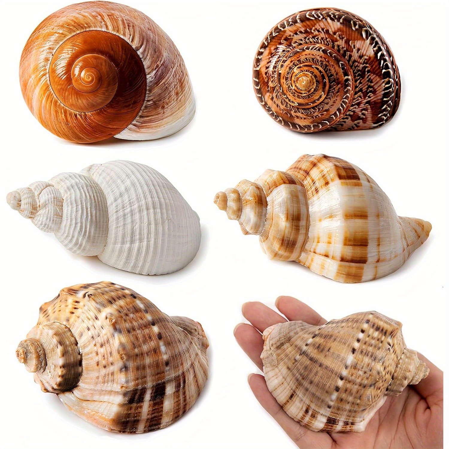 Image of 5 Large Hermit Crab Shells | Seashells Size 2.8 Inches - 3.9 Inches, Opening Size 1.5 Inches - 2.5 Inches | Turbo Shells For Hermit Crab Supplies And Beach Decor Large Seashells