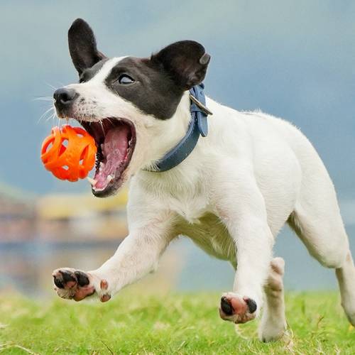 pet toys bite resistant chewing balls hollow elastic balls training balls entertainment and relaxation toys pet supplies